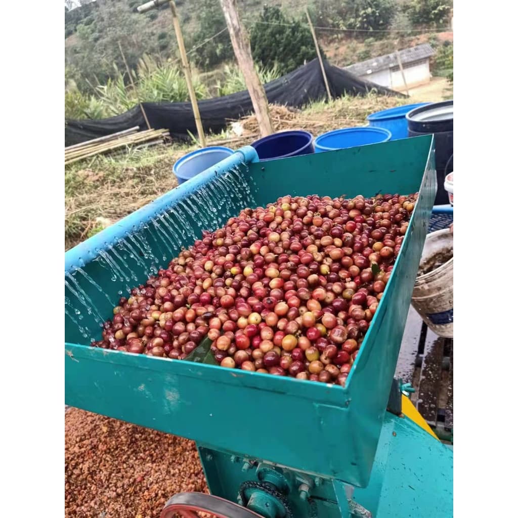 PS--Small Peaberry Dark Roast 1,000g. พีเบอรี่เล็กคละ คั่วเข้ม คั่วสดใหม่ตลอด รูปที่ 7