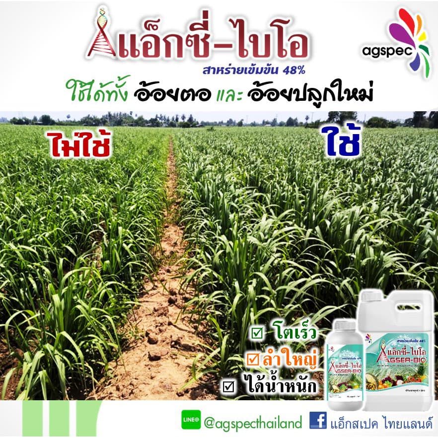 แอ็กซี่-ไบโอ สารสกัดเข้มข้นจากสาหร่ายทะเล Ascophyllum Nodosum 48% เปิดตาดอก เร่งยอด เร่งราก ขยายขนาด 500ซีซี 1ลิตร รูปที่ 6