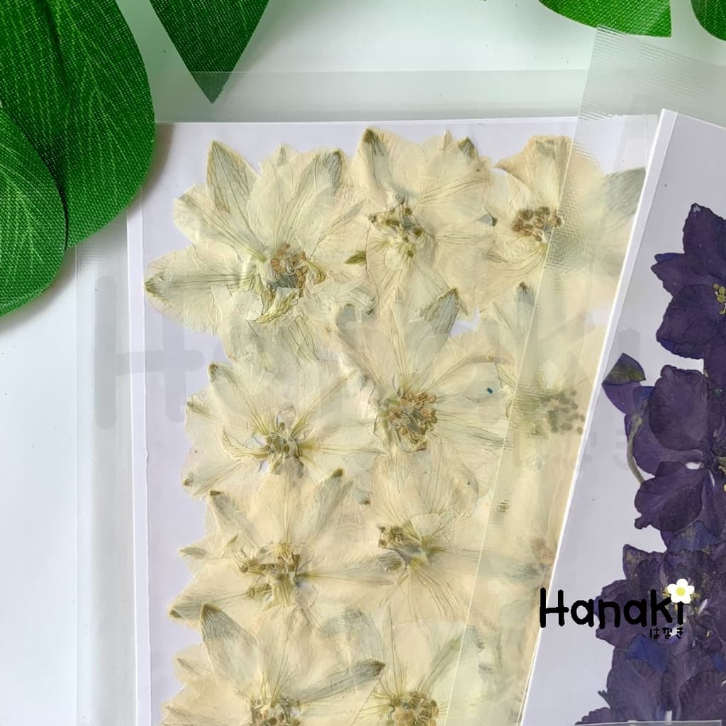 ดอกเดลฟินเนียมทับแห้ง ดอกไม้จริงทับแห้ง ดอกไม้ทับแห้ง Pressed Flowers รูปที่ 3