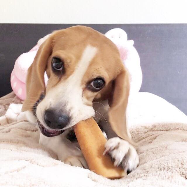 ชีสแท่งนมจามรี ไซส์ M+ /Himalayan Dog Chew Large Size รูปที่ 7