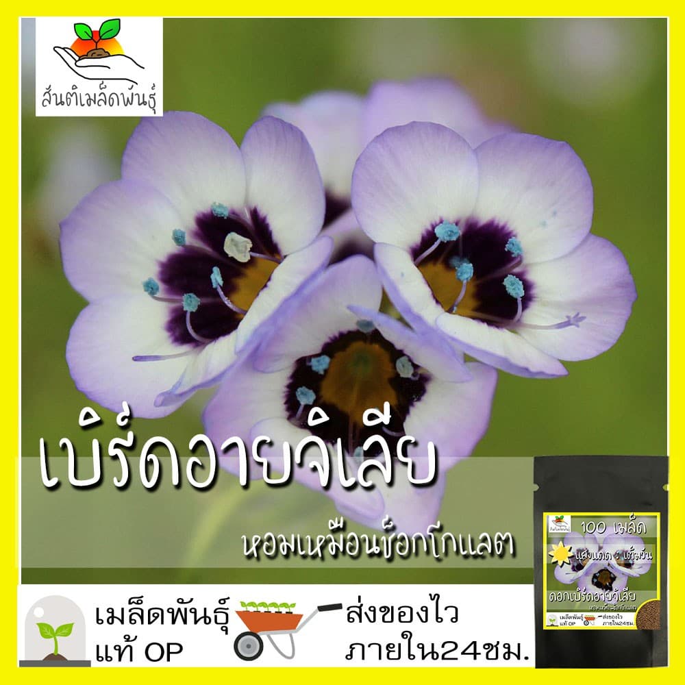เมล็ดพันธุ์ ดอกเบิร์ดอายจิเลีย กลิ่นหอม 100 เมล็ด Bird's Eyes เมล็ดพันธุ์แท้100% นำเข้าจากต่างประเทศ ดี รูปที่ 1