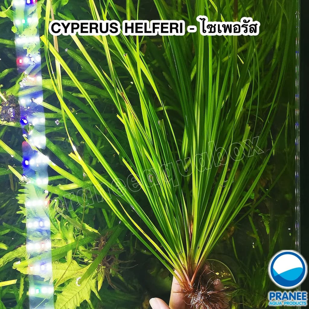 CYPERUS HELFERI - ไม้หลังตู้ เลี้ยงง่าย ต้นไม้น้ำตา ต้นไม้พร้อมปลูก ***กรุณาอ่านรายละเอียดก่อนสั่งซื้อ*** รูปที่ 2