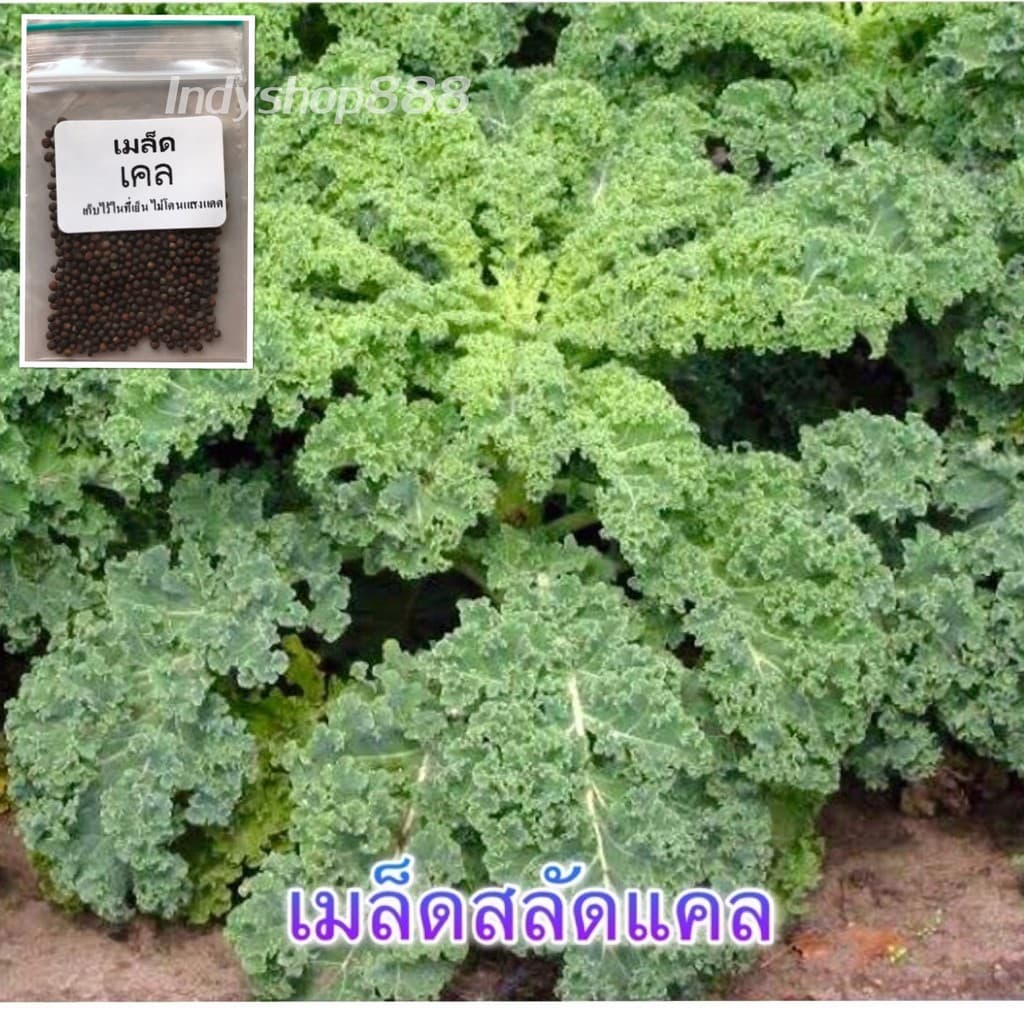 เมล็ดสลัดแคล รูปที่ 1