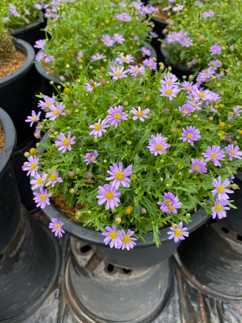 เดซี่ Daisyต้นเดซี่ ดอกสีม่วง เหลือง แดง ชมพู Purple Daisy 8นิ้ว ดอกไม้ทานได้ รูปที่ 2