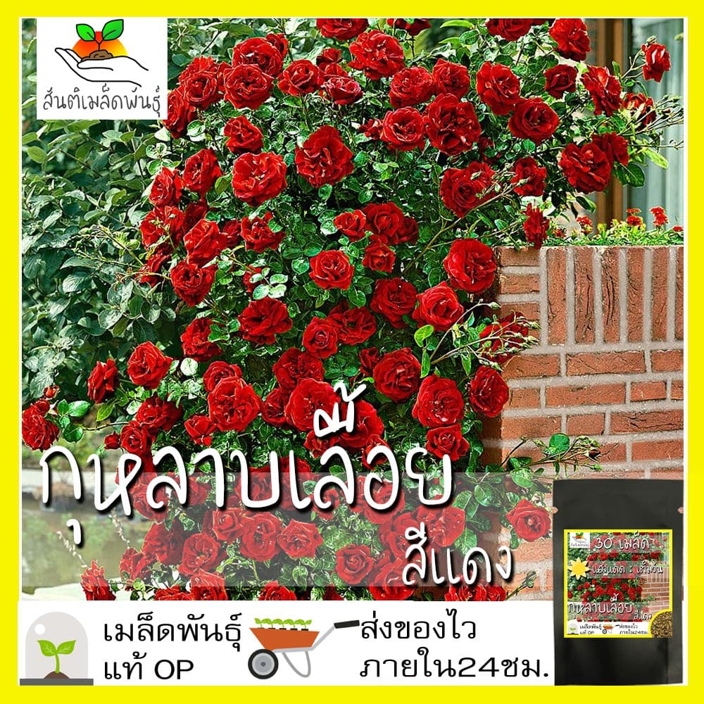 เมล็ดพันธุ์ กุหลาบเลื้อย กุหลาบ สีแดง 30 เมล็ด Red Rose Seed เมล็ดพันธุ์แท้ นำเข้าจากต่างประเทศ ปลูกผัก สวนครัว ถูกดี รูปที่ 1