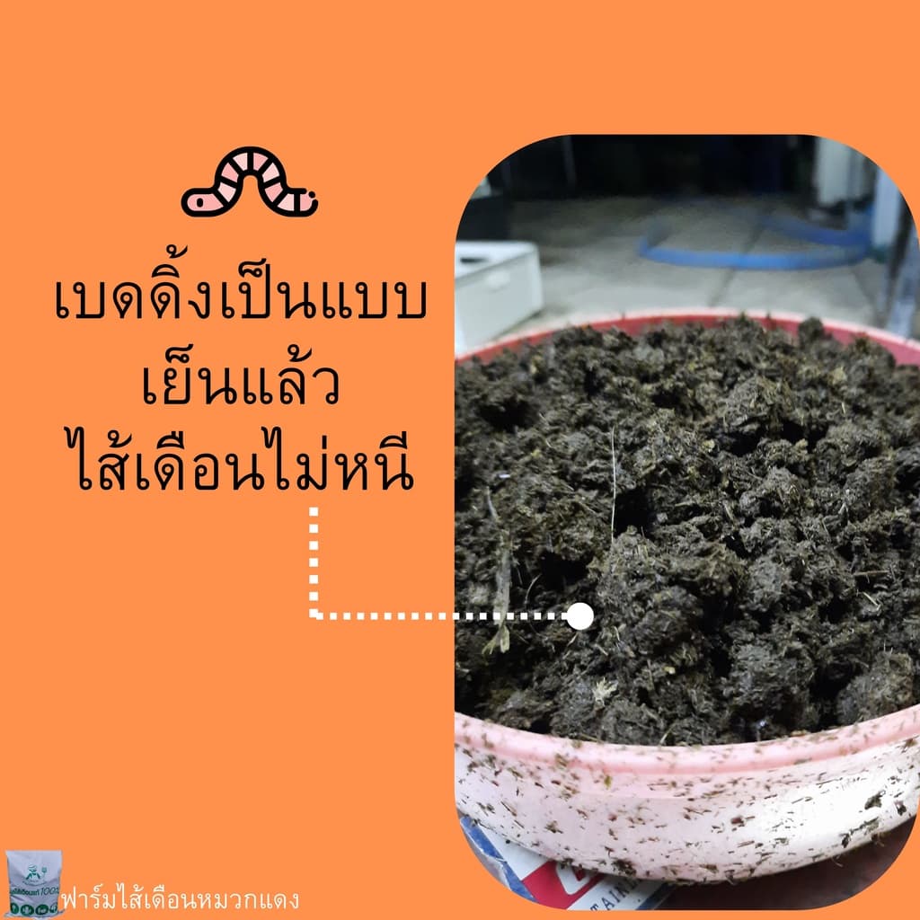 เบดดิ้งเลี้ยงไส้เดือน ปุ๋ยหมัก ขี้วัวนมหมัก ปุ๋ยคอกหมัก ปุ๋ยขี้วัวนม ที่อยู่ไส้เดือน รูปที่ 5