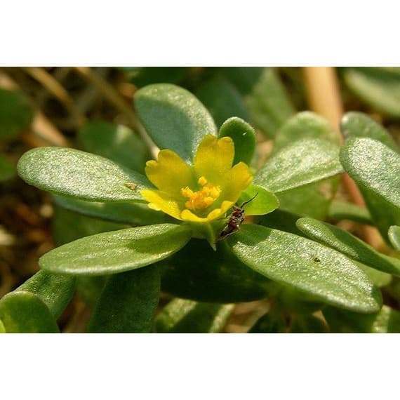 300 เมล็ด ผักเบี้ยใหญ่ Portulaca oleracea ผักอีหลู ผักตาโค้ง ผักเบี้ยดอกเหลือง ผักเบี้ยใหญ่ แดงสวรรค์ สมุนไพรไทย รูปที่ 2