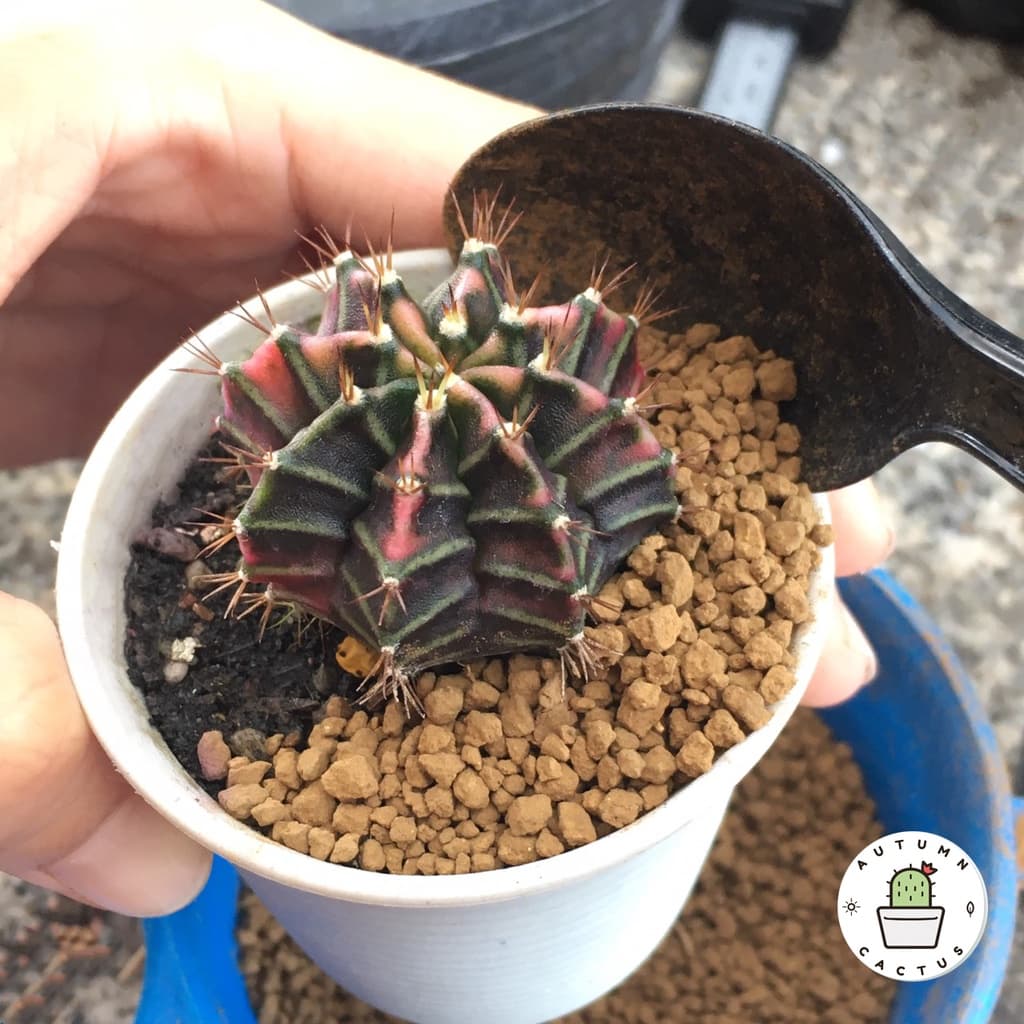 อะคาดามะ ดินญี่ปุ่น AKADAMA SOIL ใช้โรยหน้า กระบองเพชร ไม้อวบน้ำ บอนไซ 1-3mm 3-6mm 500g เกรดพรีเมี่ยม 3แถบ รูปที่ 4