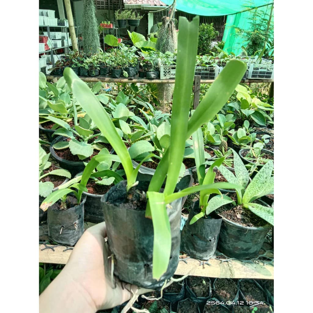 ต้นพลับพลึง ดอกสีขาวมีกลิ่นหอม ในถุงดำ พร้อมปลูก 29 บาท ช่วยขับไล่สิ่งที่ไม่เป็นมงคล ช่วยให้ชนะสิ่งไม่ดีทั้งปวงได้ รูปที่ 3