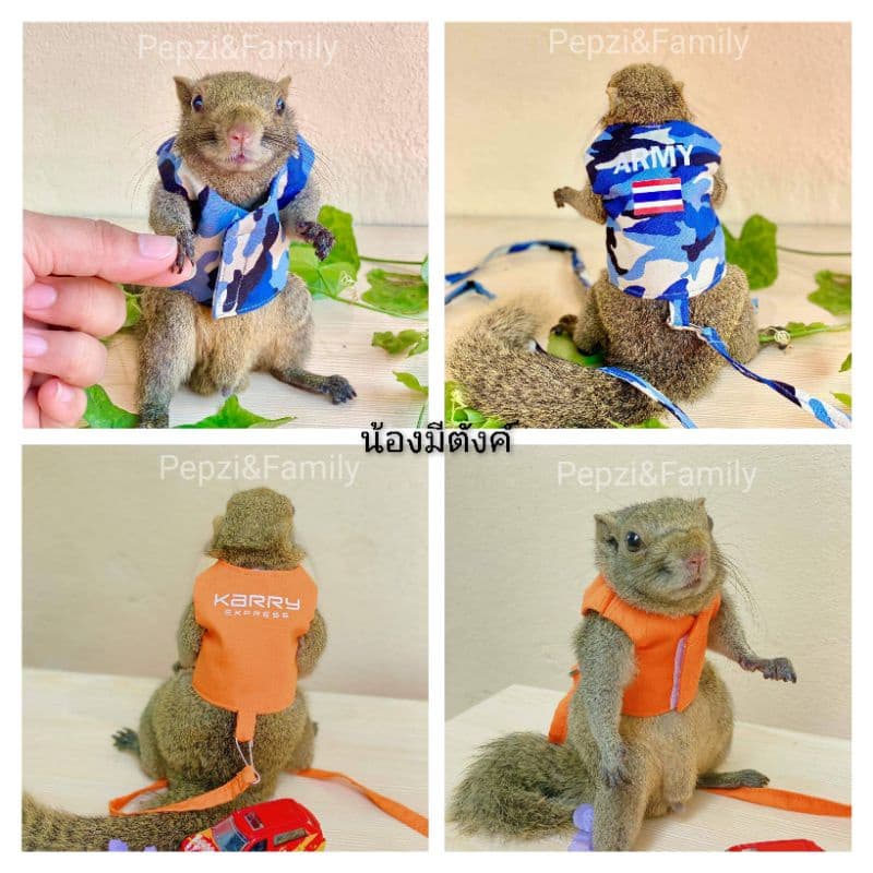ถูกที่สุด​ เสื้อ​พร้อม​สาย​จูง​กระรอก ]] เสื้อพร้อมสายจูง กระรอก รูปที่ 5