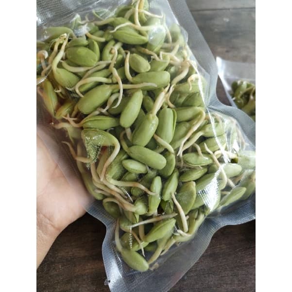หน่อเหรียง เม็ดเหรียงเพาะ ลูกเหรียง หน่อเหรียงสดเพาะใหม่ก่อนส่ง 250กรัม กรุณาอ่านรายละเอียดก่อนสั่งสินค้าค่ะ รูปที่ 8