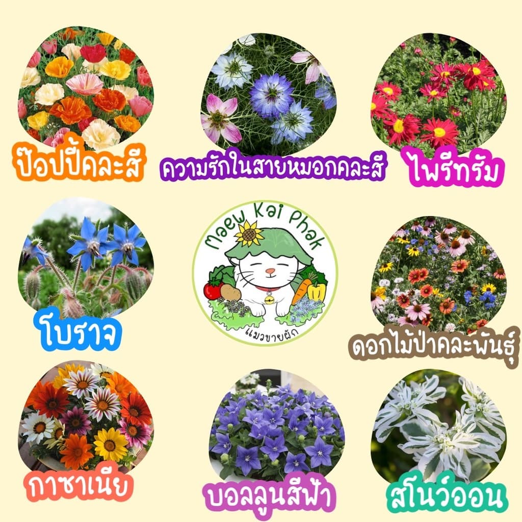 เมล็ดพันธุ์ รวมชุด ดอกไม้ ปลูกง่าย ดอกสวย ทานตะวันแคระ/เดซี่ขาว/คาโมมายล์/บานชื่น/กุหลาบเลื้อย/ฟอร์เก็ตมีน็อต รูปที่ 2