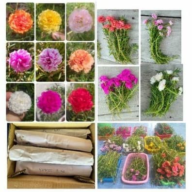 กิ่งคุณนายตื่นสาย กิ่งแพรเซี่ยงไฮ้ เลือกสีได้ 8 กิ่ง สั่งขั้นต่ำ 20฿ รูปที่ 1