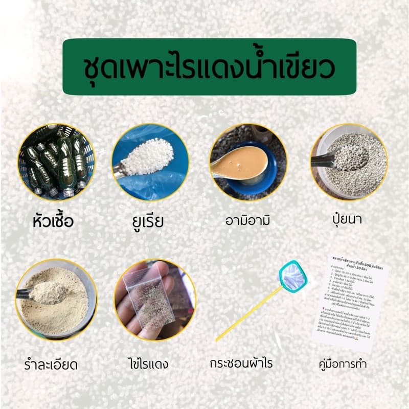 KPK ชุดเพาะไรแดง ชุดทำน้ำเขียว หัวเชื้อเข้มข้น ขยายเร็วเขียวไวไรแดงบูม รูปที่ 2