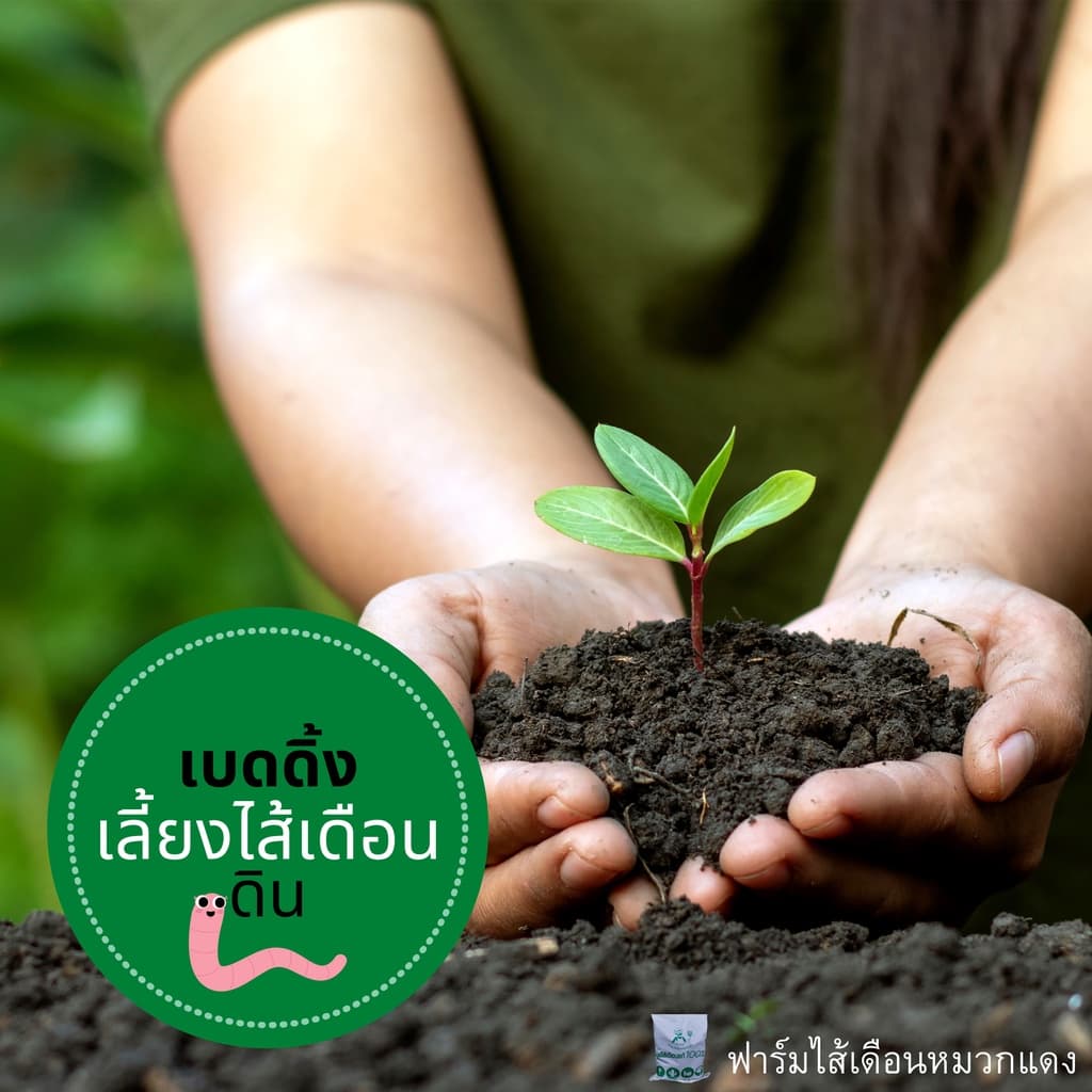 เบดดิ้งเลี้ยงไส้เดือน ปุ๋ยหมัก ขี้วัวนมหมัก ปุ๋ยคอกหมัก ปุ๋ยขี้วัวนม ที่อยู่ไส้เดือน รูปที่ 1