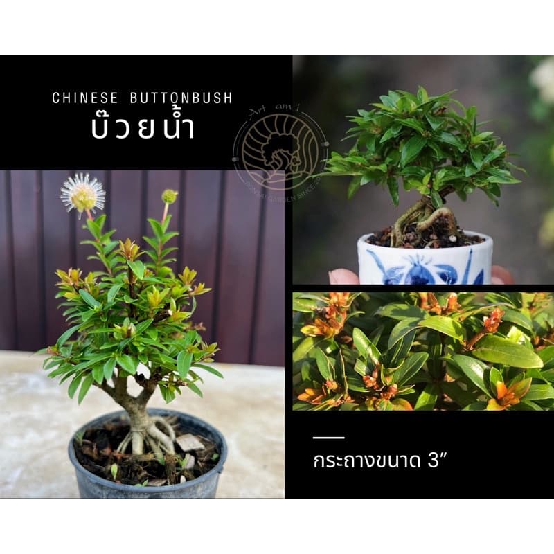 บ๊วยน้ำ บอนไซจิ๋ว🌱[Chinese buttonbush] [ bayberry] กระถาง 3-4"นิ้ว