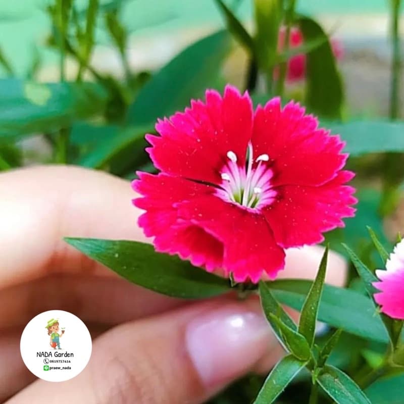 เมล็ดดอกผีเสื้อ Dianthus คละสี 200เมล็ด เมล็ดพันธุ์OPแท้ รูปที่ 7