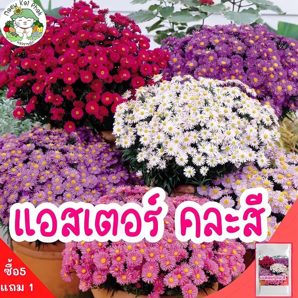 เมล็ดพันธุ์ รวมชุด ดอกไม้ ปลูกง่าย ดอกสวย ทานตะวันแคระ/เดซี่ขาว/คาโมมายล์/บานชื่น/กุหลาบเลื้อย/ฟอร์เก็ตมีน็อต รูปที่ 6