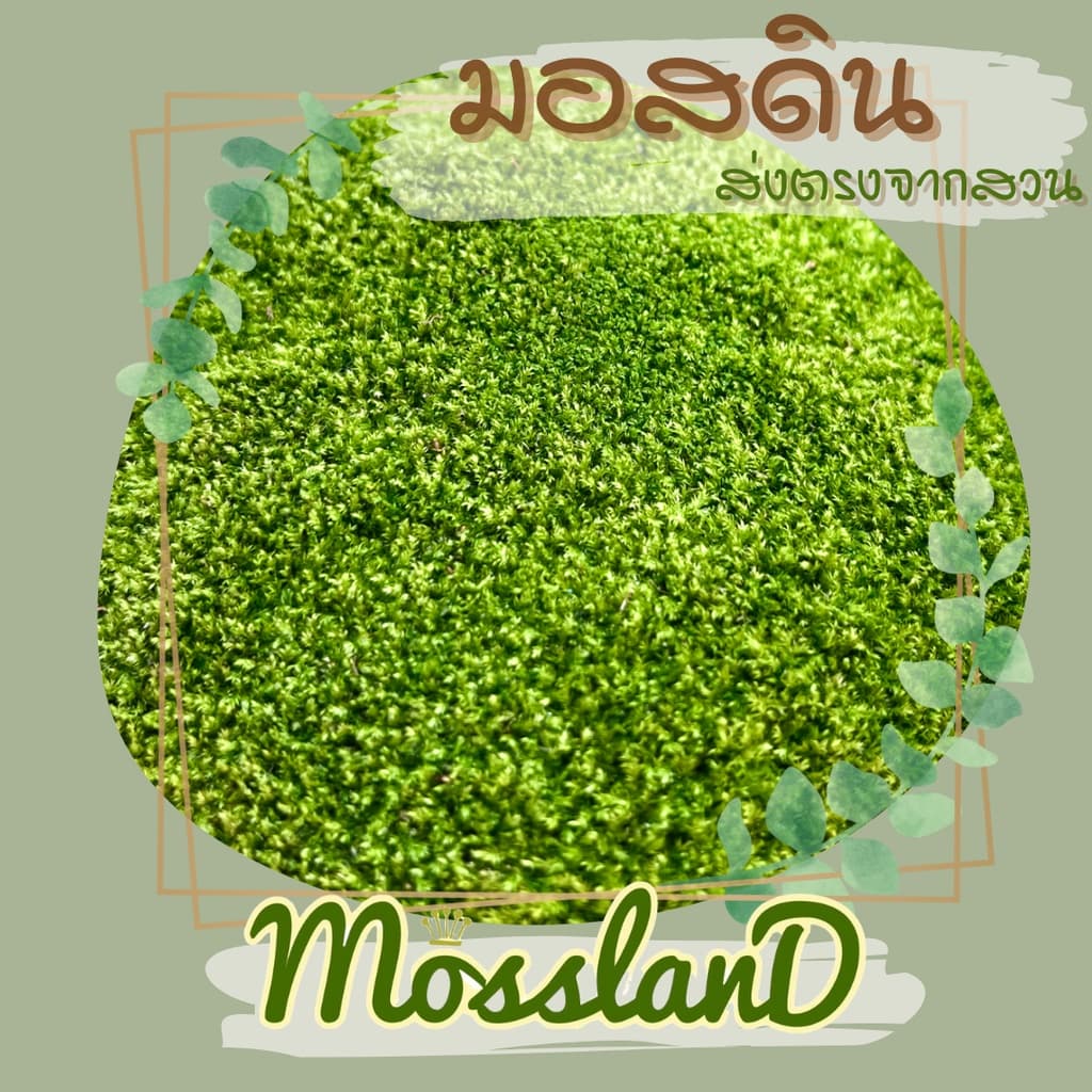 มอสดิน แบบกล่อง สดใหม่ให้เยอะ รีวิวดี ส่งตรงจากสวน มอสจัดสวน มอสสด มอส รูปที่ 4