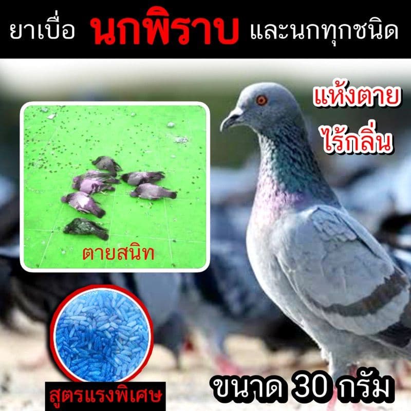ยาเบื่อนกพิราบ 30 กรัม กำจัดนก ไล่นก เหยื่อกำจัดนกพิราบ ยากำจัดนก รูปที่ 1