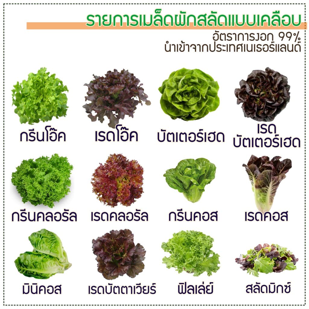 เมล็ดพันธุ์ผักสลัดเคลือบ ปลูกง่าย งอกเร็ว 99% ปลูกในบ้าน ไฮโดรโปนิกส์ ผักปลอดสาร กรีนโอ๊ค ผักคอส รูปที่ 3