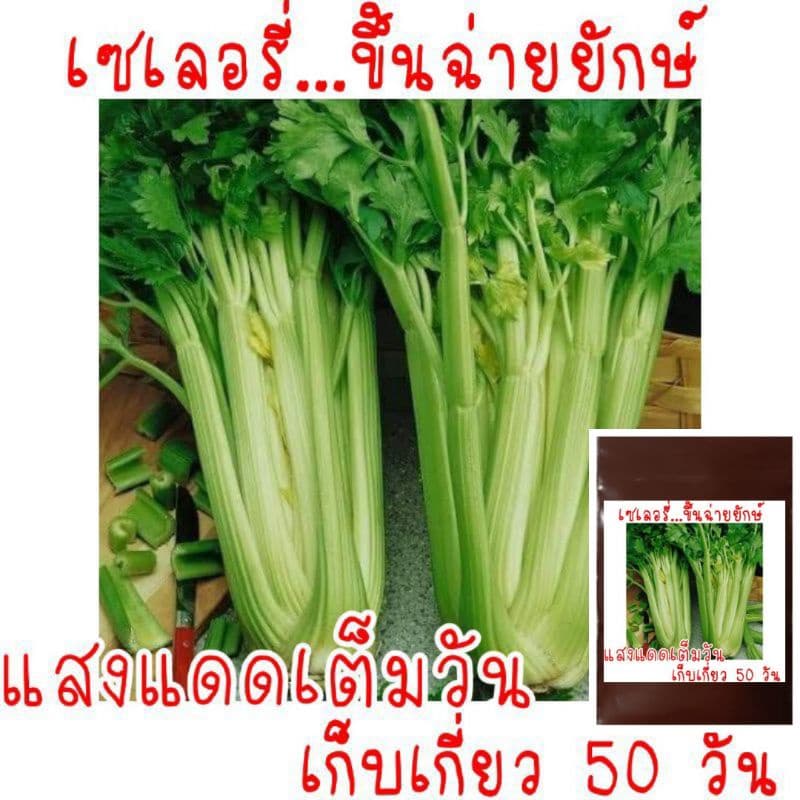 300 เมล็ด เมล็ดพันธุ์ เซเลอรี่ ขึ้นฉ่ายฝรั่งต้นใหญ่ รูปที่ 1