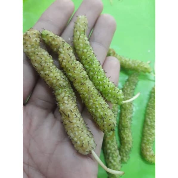 กิ่งหม่อนติดตาหม่อนหิมาลายันขาว หอมหวานปานน้ำผึ้ง รูปที่ 8