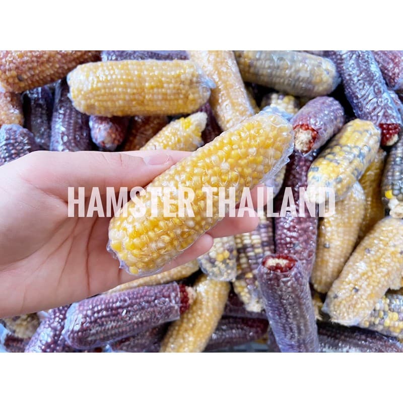 Hamsterthailand ข้าวโพดจิ๋ว ขนมสำหรับสัตว์เลี้ยง ขนมลับฟัน ที่ลับฟัน เม่นเเคระ ดอเม้าท์ แฮมสเตอร์ รูปที่ 4