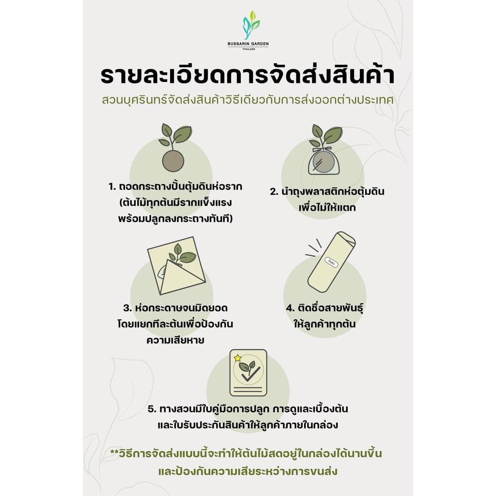 ต้นโกสนพันธุ์ สายรุ้งสยาม ไซส์ใหญ่ กระถาง 8" สูง 30-40 เซนติเมตร ซื้อ 10 แถม 1 รูปที่ 5