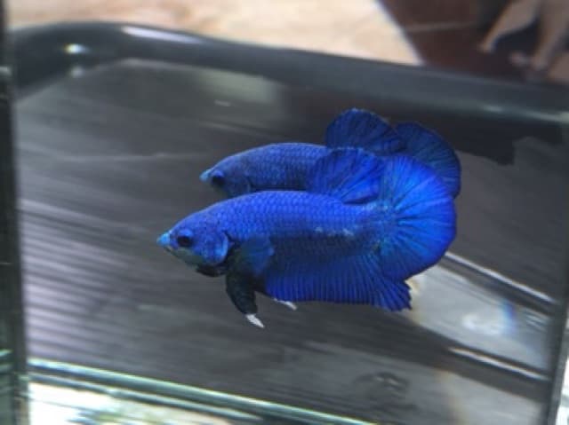 อาหารปลากัด Optimum Betta ขนาด 20 กรัม รูปที่ 9