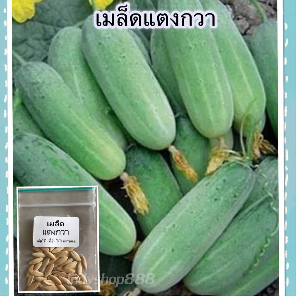 เมล็ดพันธุ์แตงกวา ผักสวนครัว 40-100 เมล็ด ผลตรง สีเขียว เนื้อกรอบ รสหวานฉ่ำ ปลูกง่าย ชอบแดด รูปที่ 8
