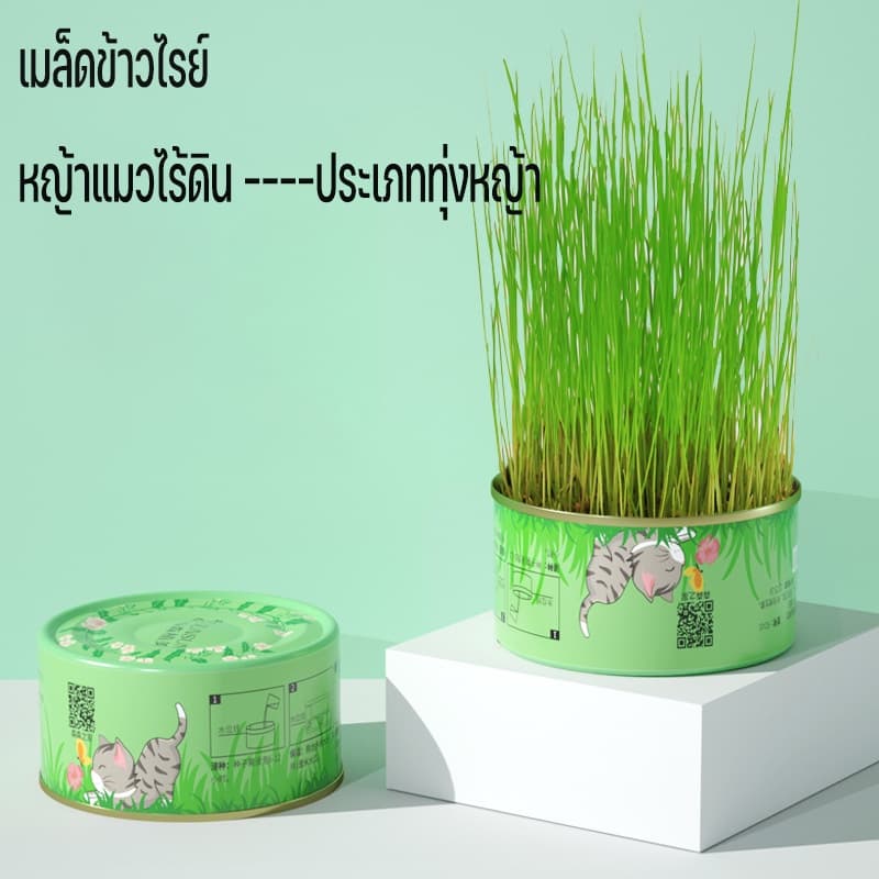 ！！หญ้าแมว ออร์แกนิค ต้นอ่อนข้าวสาลี ต้นข้าวสาลี สำหรับสัตว์เลี้ยง ต้นหญ้าแมวพร้อมทาน ส่งเสริมการย่อยอาหาร รูปที่ 7