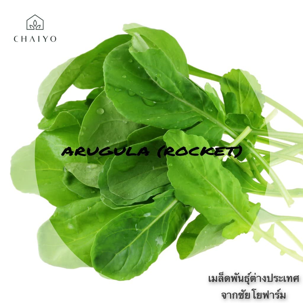 เมล็ด ARUGULA Organic ร็อกเก็ต ออร์แกนิค รูปที่ 5