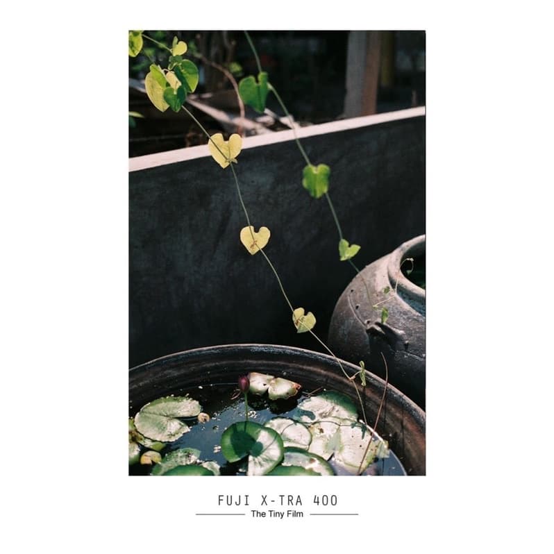 ฟิล์มสี สดใหม่ Fuji 400 รูปที่ 3