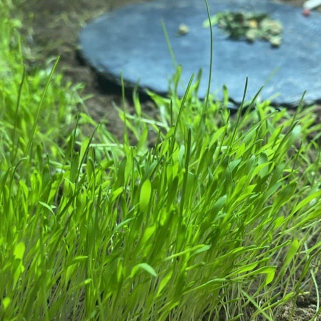 เมล็ดหญ้าทิโมธี Timothy อัลฟาฟ่า Alfalfa 30กรัม ปลูกหญ้าที่บ้านสำหรับให้เต่ากิน อาหารเต่าบก รูปที่ 2