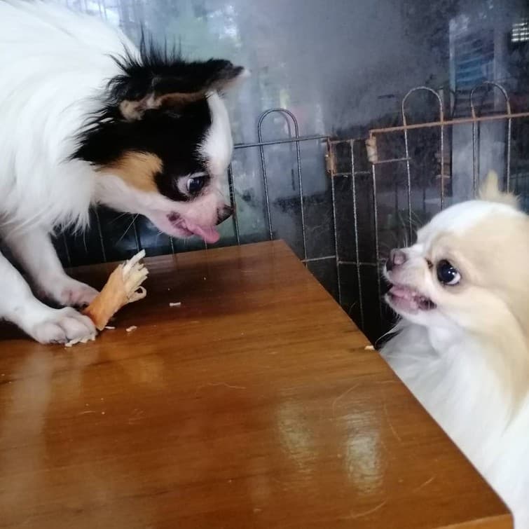 Dogfin ไก่อบแห้งสำหรับน้องหมาทุกสายพันธุ์ รูปที่ 8
