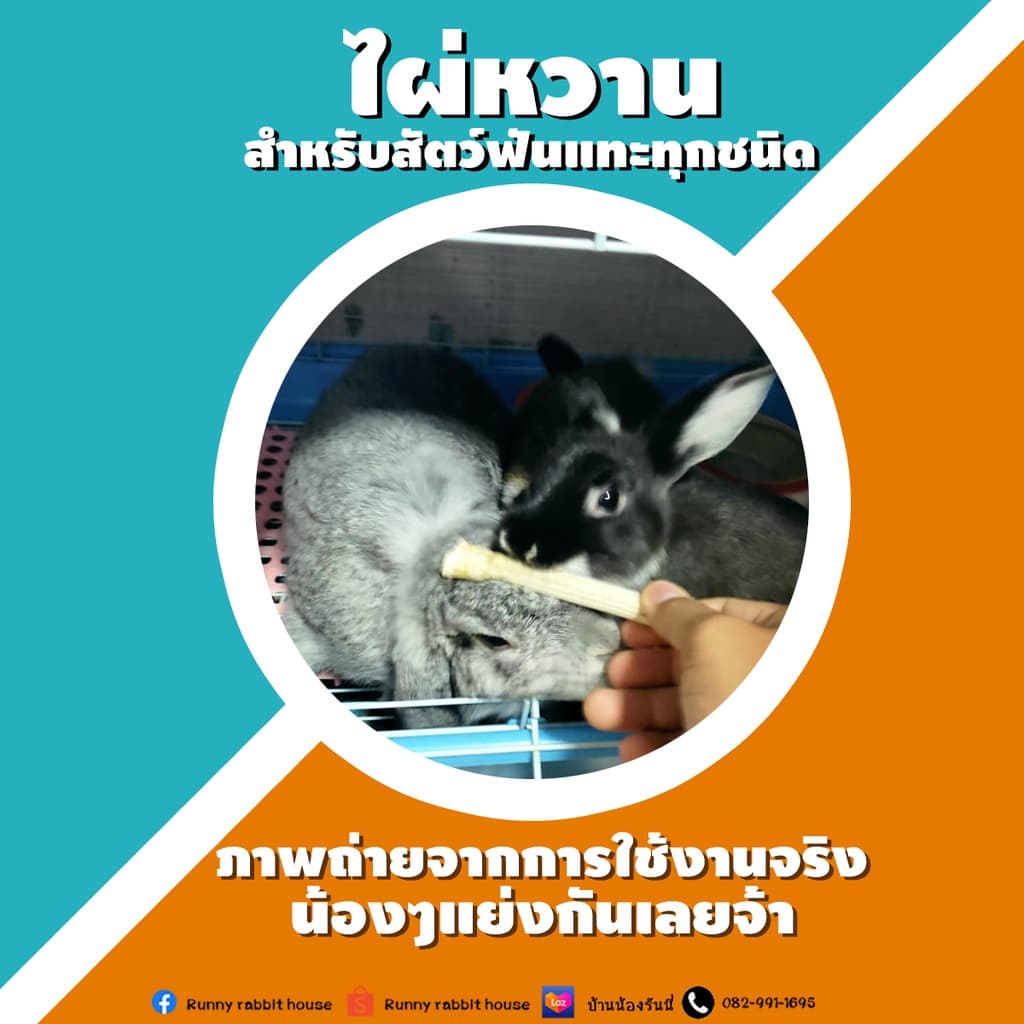 ลด30%ในliveไผ่หวานกระต่าย ชิลชิล่า แก๊สบี้ และสัตว์ฟันแทะทุกชนิด บรรจุ 80 กรัม 6-9 แท่ง รูปที่ 4