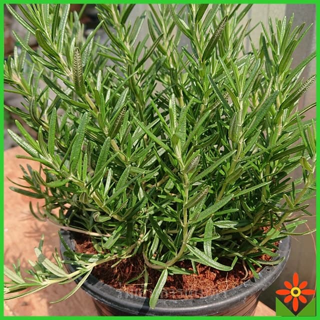 ต้นโรสแมรี่ รากเดินเต็มกระถาง 8นิ้ว โรสแมรี่ rosemary พร้อมขยายลงกระถางใหญ่ รูปที่ 4