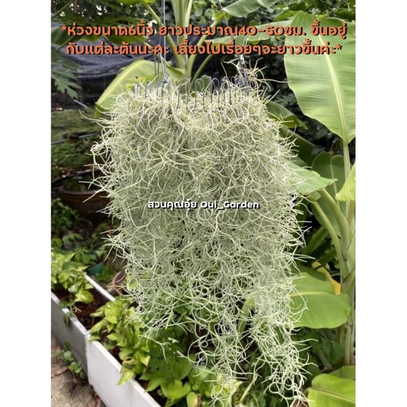 เคราฤาษี ใส่มงกุฎห่วง6และ10นิ้ว พร้อมลวดแขวน ยาว40-50 ซม. คัดดำ เคราสวยสุขภาพดี รูปที่ 2