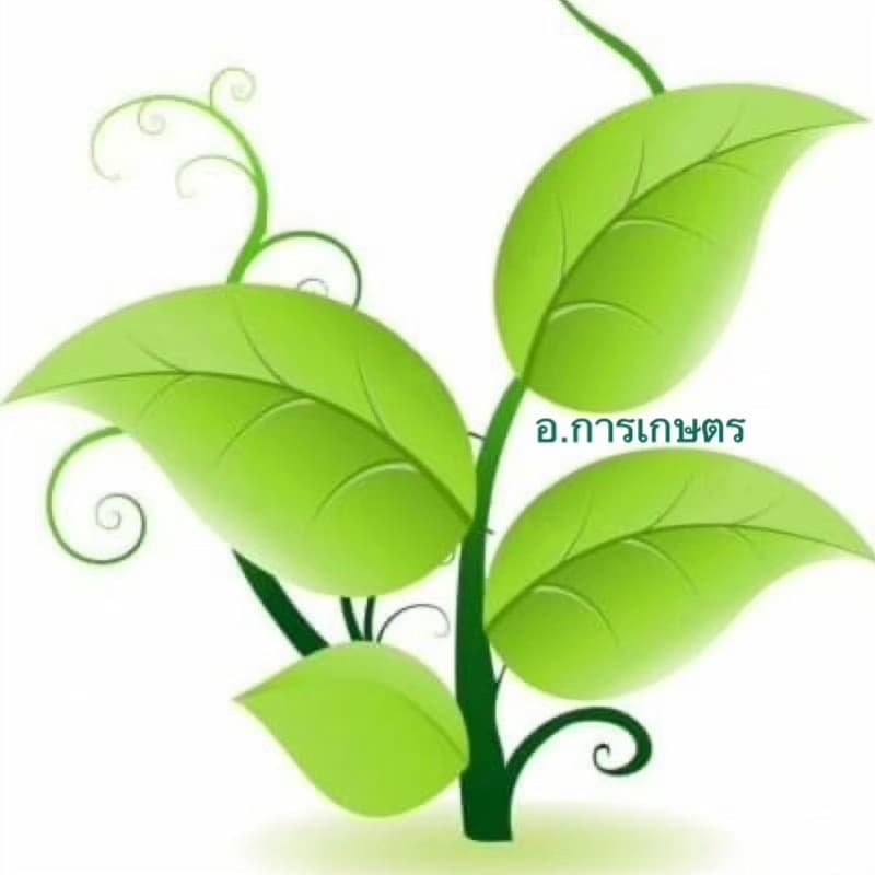 ใช้โค้ตพร้อมกันได้ สตาร์เกิล ขนาด 100กรัม กำจัดแมลงแบบถูกตัวตายและกินตาย แมลงปากดูด ไดโนทีฟูแรน รูปที่ 3