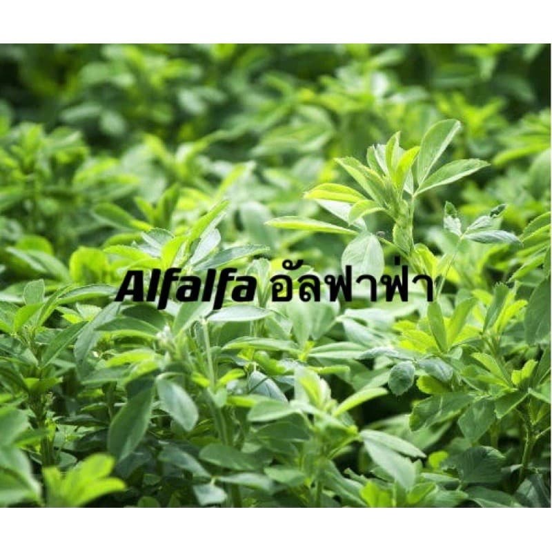 เมล็ดหญ้าทิโมธี Timothy อัลฟาฟ่า Alfalfa 30กรัม ปลูกหญ้าที่บ้านสำหรับให้เต่ากิน อาหารเต่าบก รูปที่ 9