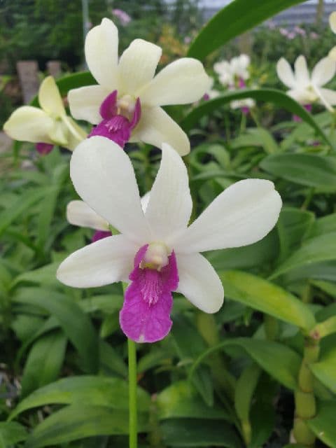 กล้วยไม้ สกุลหวาย หวายนิ้ว คละสี รูปที่ 8