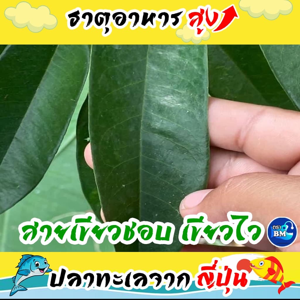 น้ำหมักปลาทะเล จากญี่ปุ่นผสมเปลือกไข่ ช่วยไล่แมลง รูปที่ 4