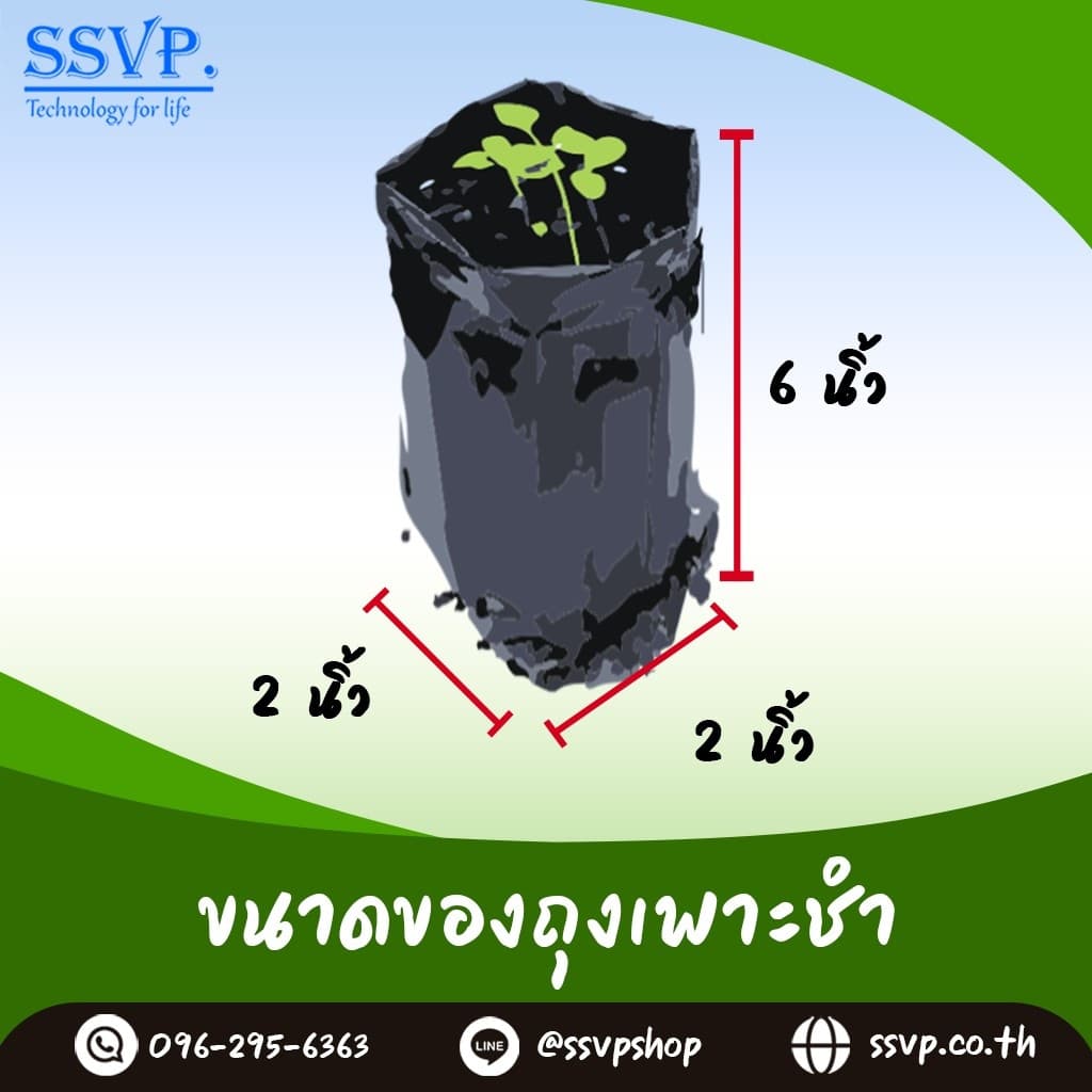 ถุงเพาะชำอย่างดี ขนาด 2 x 6 เกรด A รูปที่ 3