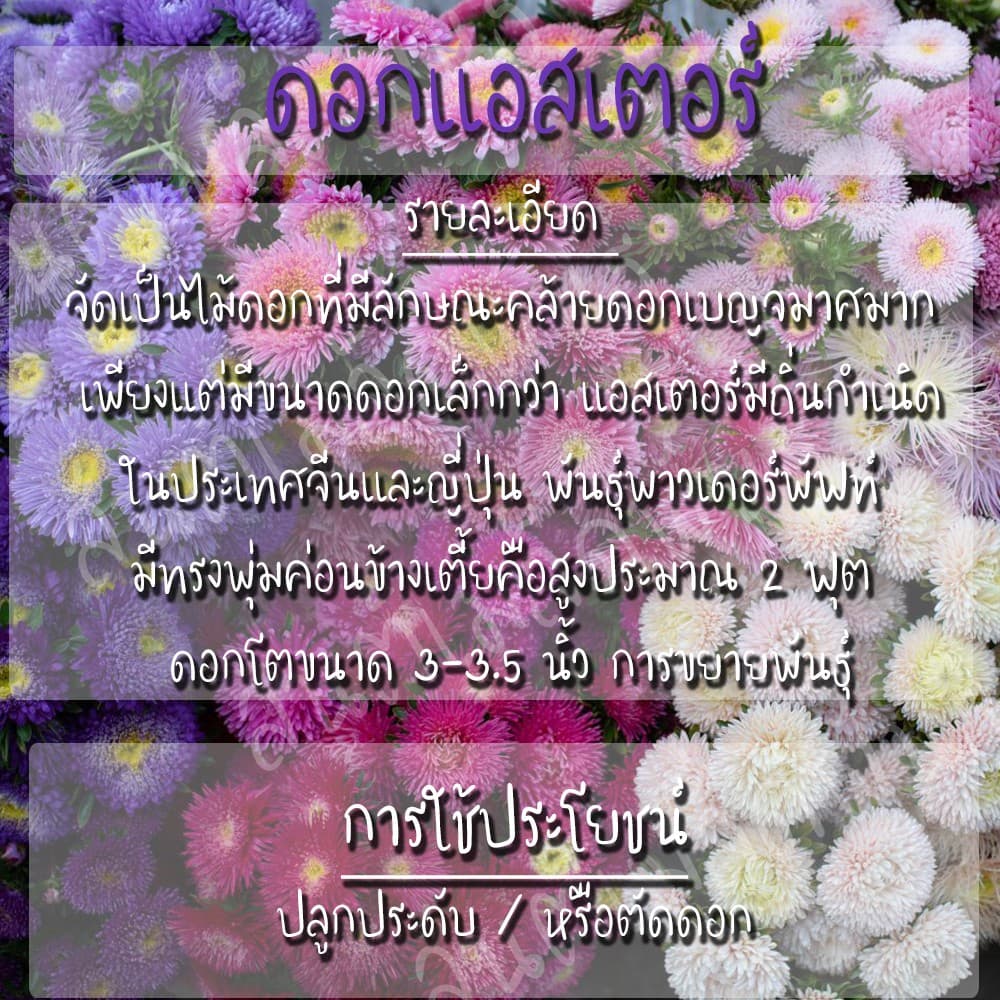 เมล็ดพันธุ์ ดอกแอสเตอร์ คละสี 200เมล็ด Powder Puff Aster Flower Seed เมล็ดพันธุ์แท้100%นำเข้าจากต่างประเทศ ปลูกดอกไม้งาม รูปที่ 3