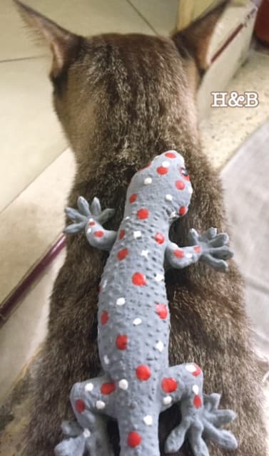 ตุ๊กแกปลอม ตุ๊กแกยาง ยางอย่างดี!! ของเล่นแกล้งคน Gecko ของตกแต่ง รูปที่ 2