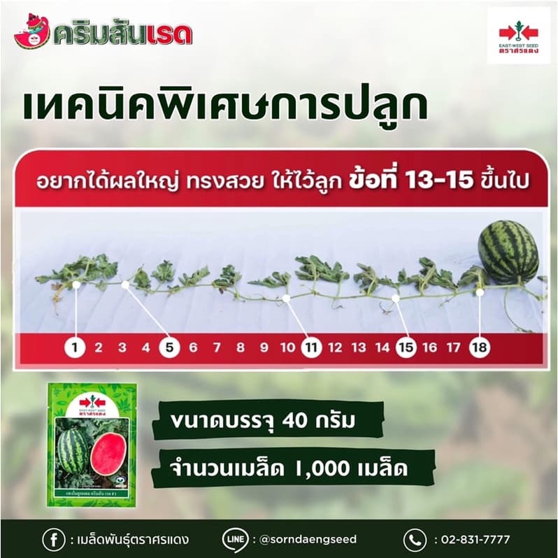 แตงโม คริมสันเรด ตราศรแดง 40กรัม รูปที่ 2