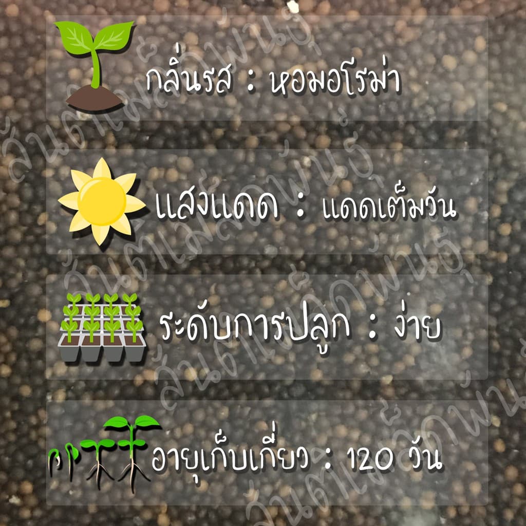 เมล็ดพันธุ์ ไทม์ อังกฤษ 500 เมล็ด English Thyme Seed เมล็ดพันธุ์แท้ นำเข้าจากต่างประเทศ ปลูกผัก สวนครัว ถูกดี ไธม์ รูปที่ 2