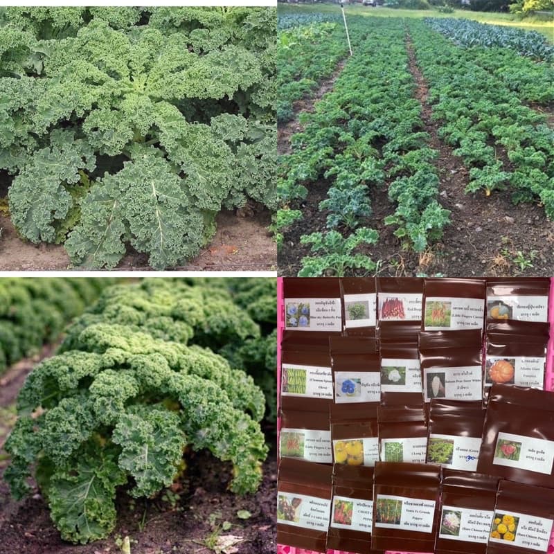 เมล็ดพันธุ์ ผักเคล Kale Seed หรือ ผักคะน้า ใบหยัก เคล / Siberian Kale ไซบีเรียน / แดงรัสเซีย Red Russian / เคลไซบีเรียน รูปที่ 2