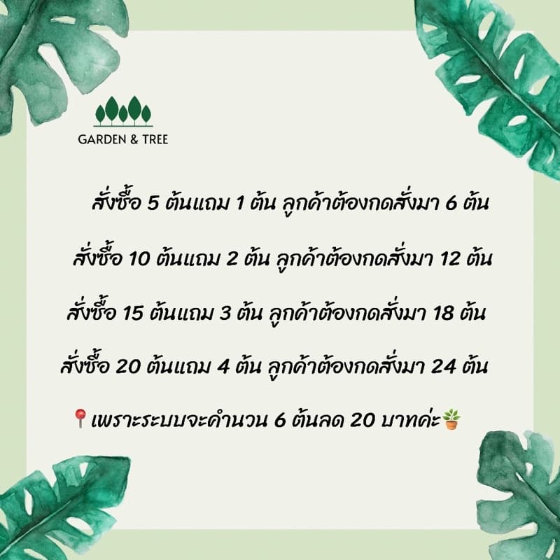 ต้นไม้จิ๋ว ต้นไม้มงคลราคา 20 บาท ซื้อ 5 แถม 1สั่งขั้นต่ำ 2 ต้นนะคะ ชุดที่1 รูปที่ 2